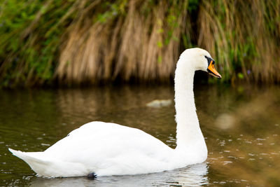 White swan swimming in lake