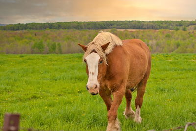 A male flaxen chestnut horse stallion colt walking through a pasture meadow between grazing