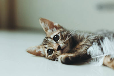 Close-up portrait of a cat