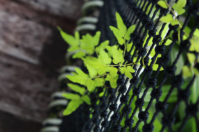 Close-up of plant growing on wall