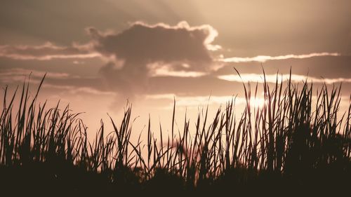Close-up of silhouette grass on field against sky during sunset