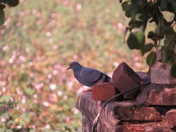 Close-up of bird perching on wood