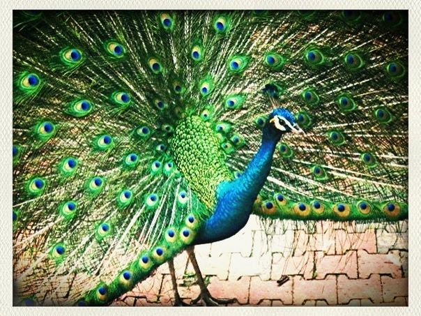 animal themes, animals in the wild, wildlife, one animal, peacock, bird, blue, male animal, beauty in nature, feather, nature, close-up, peacock feather, natural pattern, fanned out, green color, multi colored, full length, zoology, outdoors