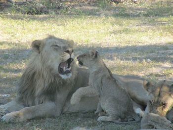 Lion relaxing on ground