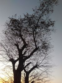 Low angle view of silhouette bare tree against sky