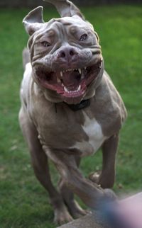 Portrait of dog on field