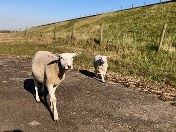 Mother sheep and child walking under dike