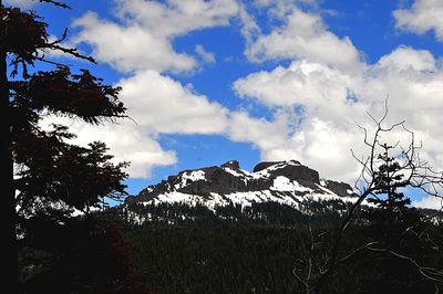 Low angle view of trees on mountain against sky