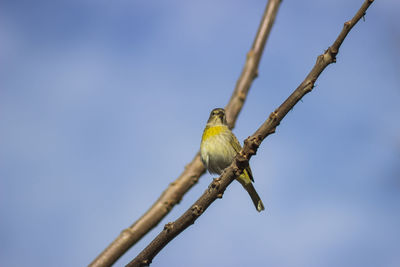 Low angle view of bird perching on branch against sky