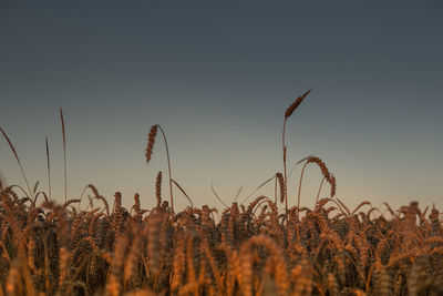 Close-up of stalks in field against clear sky