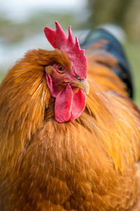 Close-up of rooster