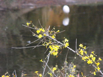 Close-up of plants