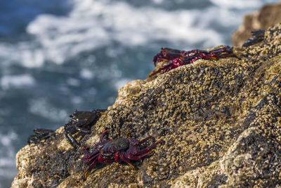 Close-up of crab on rock in sea