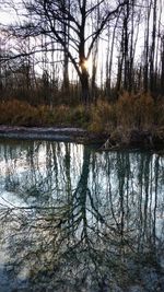 Reflection of trees in lake
