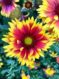 Close-up of flowering plant in park