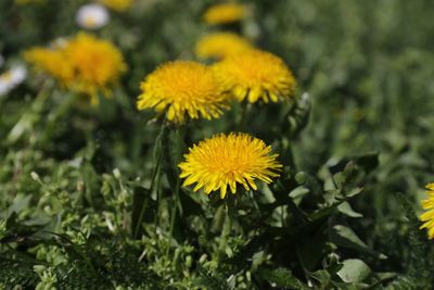 Close-up of yellow flowering plant on field