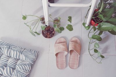 High angle view of potted plant on table at home