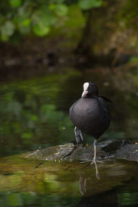 Close-up of coot on rock in lake