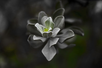 Close-up of small white flower