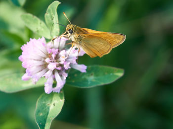 Close-up of butterfly pollinating on flower