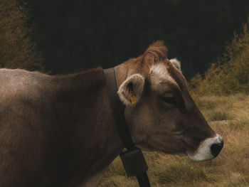 Cow standing in a field