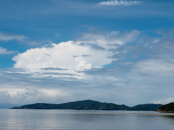 Mangrove trees planted next to the beach during the day.