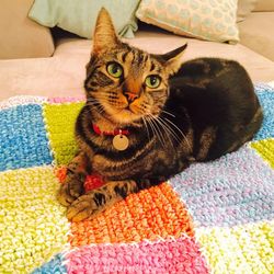 Portrait of cat sitting on carpet at home