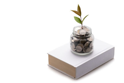 Close-up of potted plant against white background