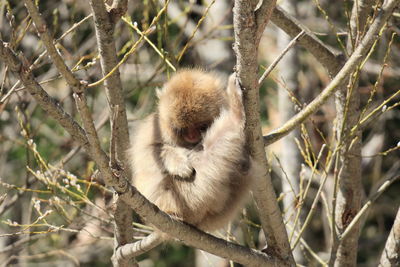 Close-up of monkey on tree branch