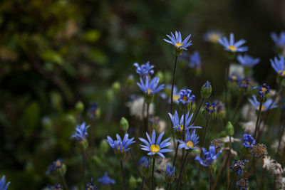 Close-up of purple flowering plants on field