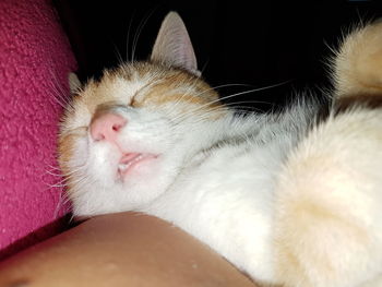 Close-up of kitten sleeping