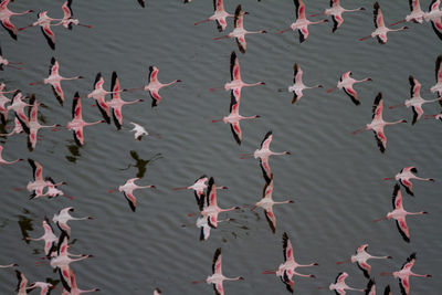 High angle view of birds in lake