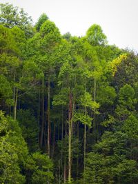 Trees in forest