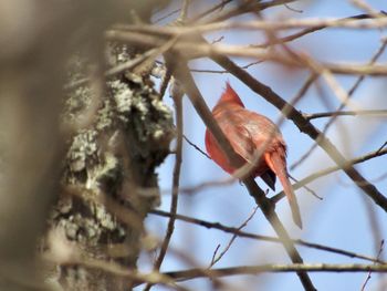 Low angle view of bird perching on branch