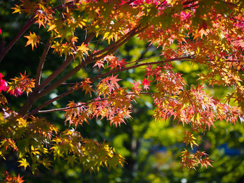 Close-up of flower tree