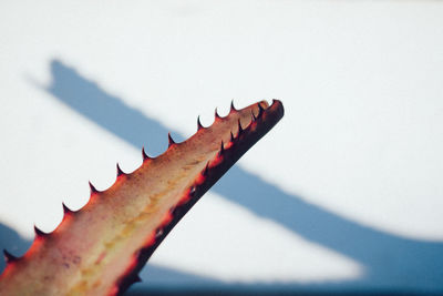 Low angle view of cactus plant