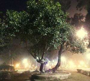 Boy in illuminated tree at night