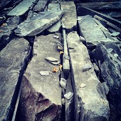 Close-up of tree stump