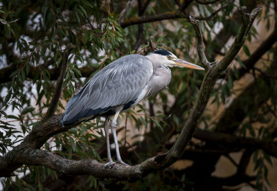 High angle view of gray heron perching on tree