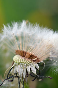 Close-up of flower