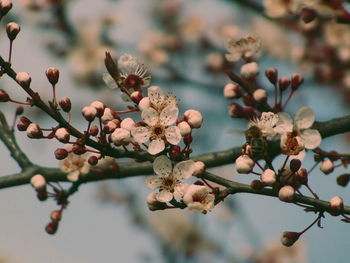 Close-up of cherry blossoms in spring