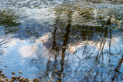 Reflection of trees in lake