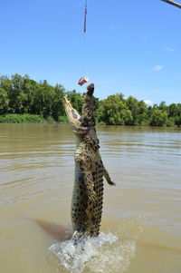 Crocodile catching meat in lake