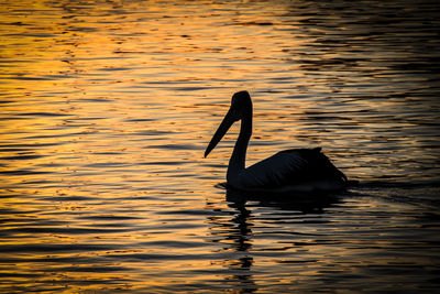 Pelican swimming in lake