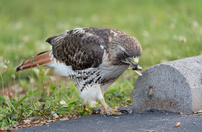 Close-up of a bird