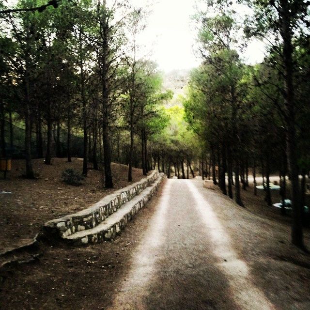 tree, the way forward, diminishing perspective, treelined, vanishing point, tranquility, nature, transportation, growth, forest, road, footpath, tree trunk, tranquil scene, in a row, long, day, empty, outdoors, park - man made space