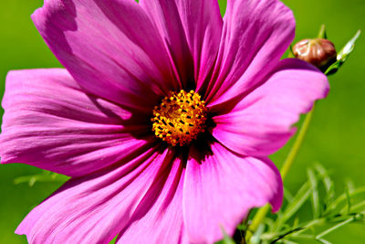 Close-up of pink cosmos flower