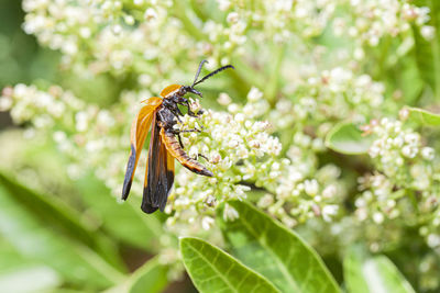 Close-up of butterfly pollinating on flower