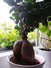 Close-up of potted plant in greenhouse