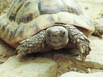 Close-up portrait of tortoise